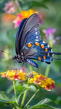 Motyl częstuje się nektarem