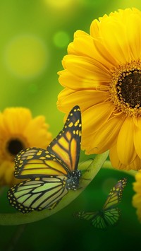 Motyl i żółte gerbery