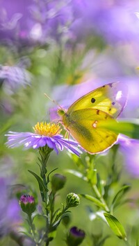 Motyl na astrach marcinkach