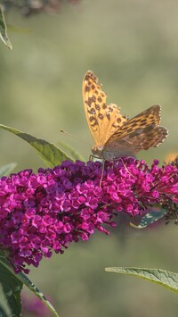 Motyl na budlei