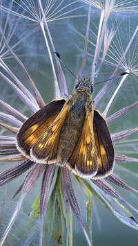 Motyl na dmuchawcu