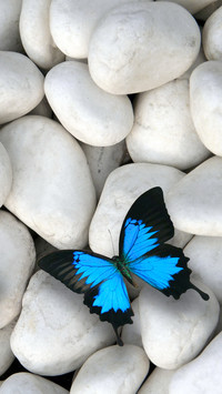 Motyl na kamieniach