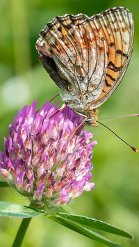 Motyl na koniczynie