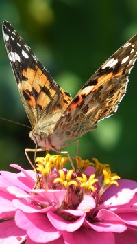 Motyl na kwiatku cynii
