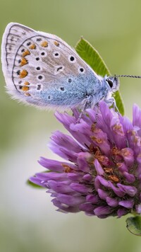 Motyl na kwiatku koniczyny