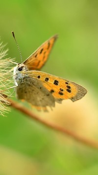 Motyl na mniszku