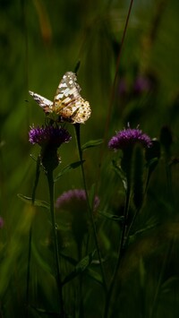 Motyl na ostrożniu