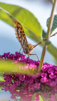 Motyl na różowej budlei