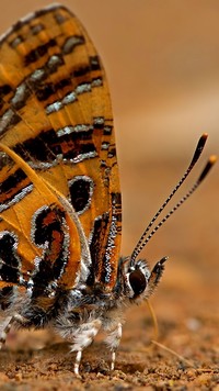 Motyl na ziemi