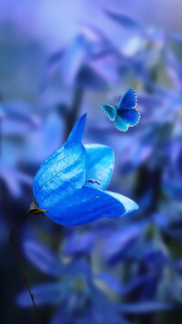 Motyl nad niebieskim dzwonkiem