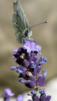 Motyl usiadł na lawendzie