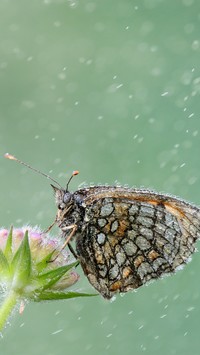 Motyl w kroplach deszczu