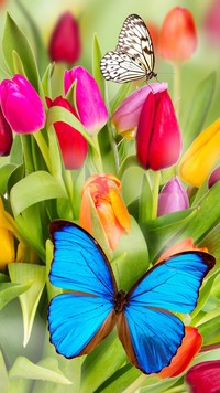 Motyle dobrze czują się wśród kwiatów