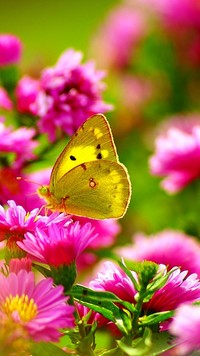 Motylek na różowych astrach