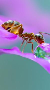 Mrówka z kroplą