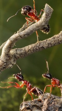 Mrówki na gałązkach