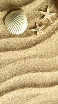 Muszelka i rozgwiazdy na piasku