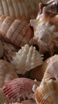 Muszelkowo