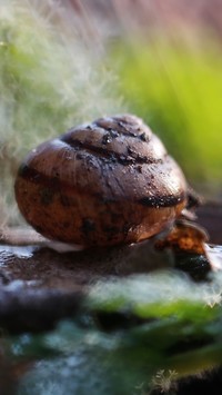 Muszla ślimaka w bokeh