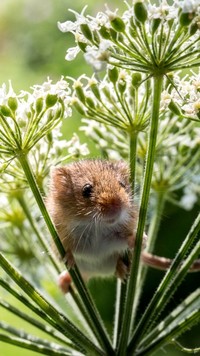 Myszka na kwiatostanie