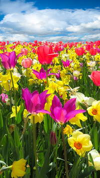 Narcyzy I tulipany na łące