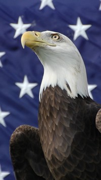 Narodowy symbol Ameryki