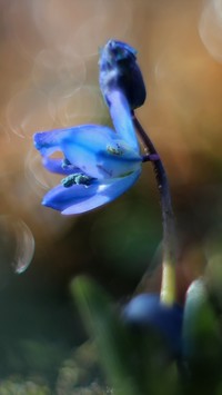 Niebieska cebulica syberyjska