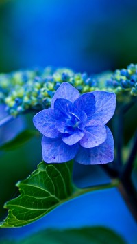 Niebieska hortensja