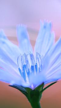 Niebieski kwiat cykorii