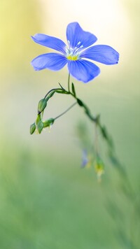 Niebieski kwiat lnu