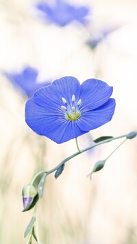 Niebieski kwiat lnu z pąkami