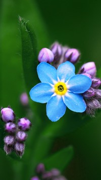 Niebieski kwiatuszek niezapominajki