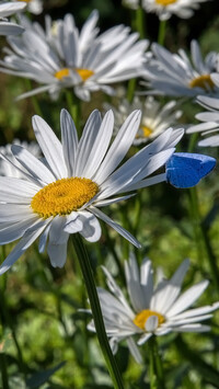 Niebieski motyl na margerytce