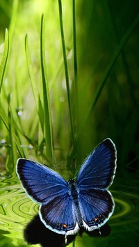 Niebieski motyl na wodzie wśród traw