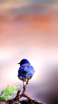 Niebieski ptaszek na gałązce