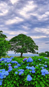 Niebieskie hortensje i drzewa w oddali