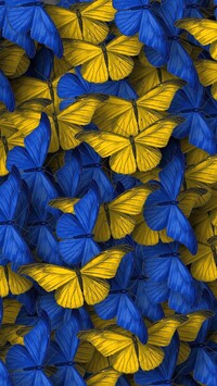 Niebieskie i żółte motyle w 2D