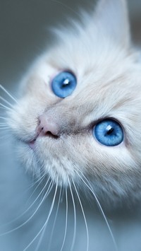 Niebieskie kocie oczka