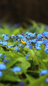 Niebieskie kwiatuszki ułudki