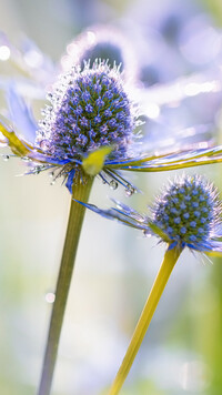 Niebieskie kwiaty mikołajka