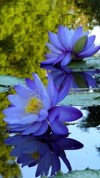 Niebieskie lilie wodne