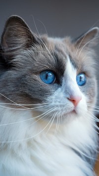 Niebieskie oczy ragdolla