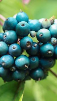 Niebieskie owoce na krzewie