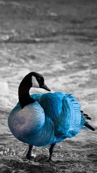 Niebiesko-czarna kaczka