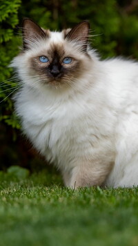 Niebieskooki kot birmański