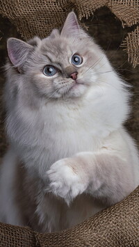 Niebieskooki ragdoll