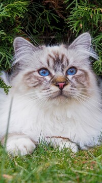 Niebieskooki ragdoll