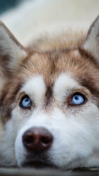 Niebieskooki siberian husky