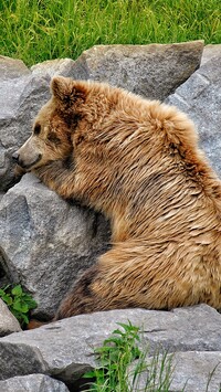 Niedźwiedź brunatny na kamieniach