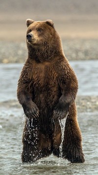 Niedźwiedź brunatny w rzece